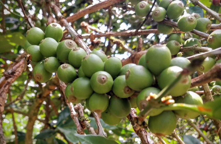利比里亚咖啡豆图片