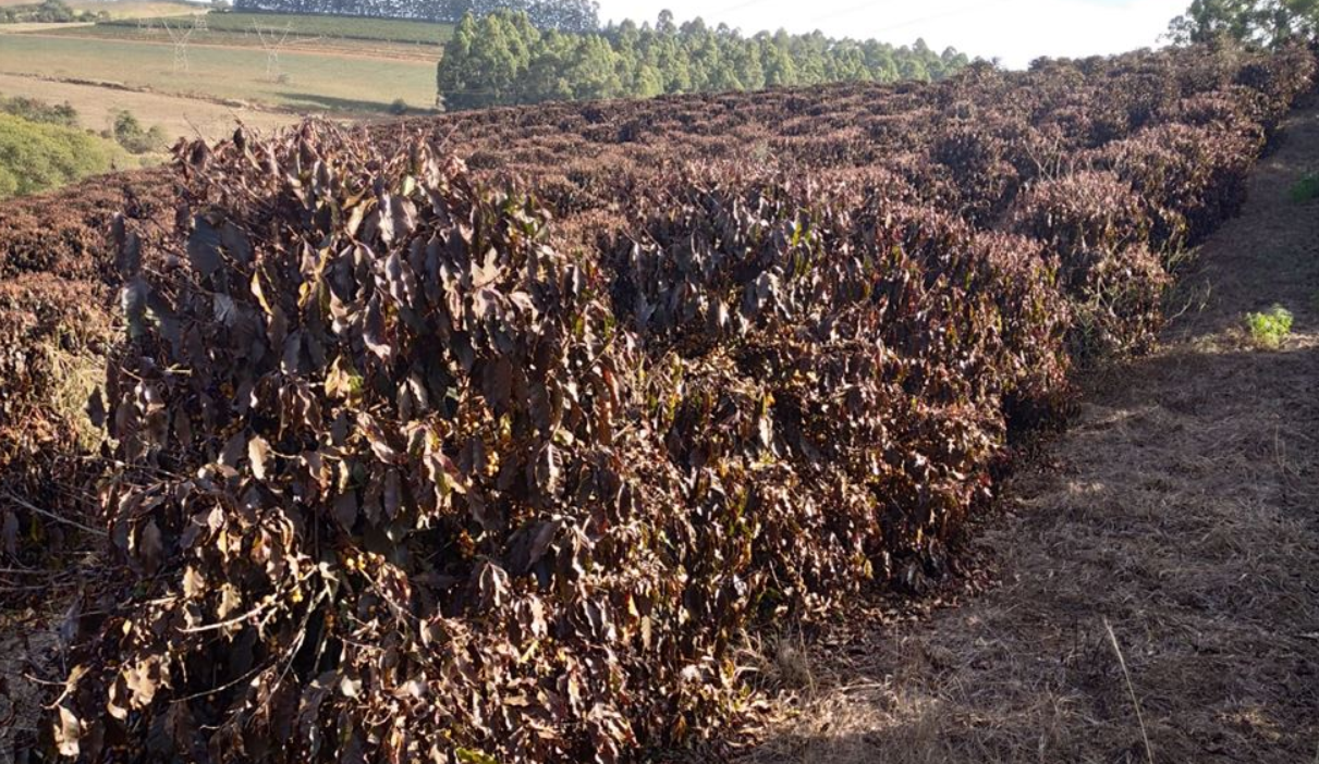 巴西此轮霜冻危害远超市场预期遭遇27年来最冷的一天新的冷空气又已